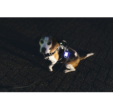 Chien avec gilet lumineux et laisse