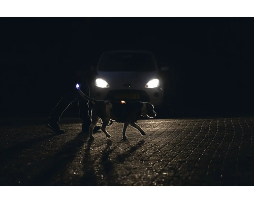 Chien avec lumière de sécurité et propriétaire de nuit