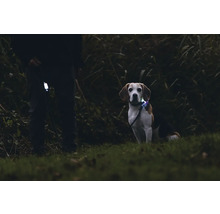 Beagle mit Leuchthalsband und Person mit leuchtender Hundeleine im Freien