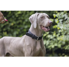 Weimaraner Hund mit Halsband