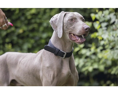 Weimaraner Hund mit Halsband