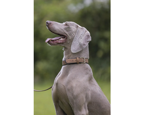 Porträt eines Weimaraner Hundes mit Halsband