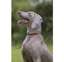 Weimaraner mit Hundehalsband