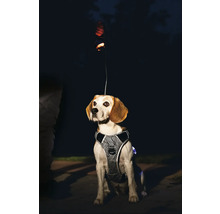 Chien avec harnais réfléchissant et laisse de nuit