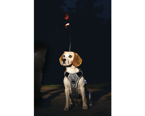 Chien avec harnais réfléchissant et laisse de nuit