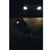 Chien avec collier lumineux dans l'obscurité, avec une voiture avec phares allumés en arrière-plan.