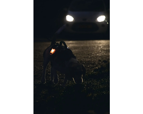 Chien avec collier lumineux dans l'obscurité, avec une voiture avec phares allumés en arrière-plan.