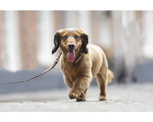 Dackel an der Leine im Freien