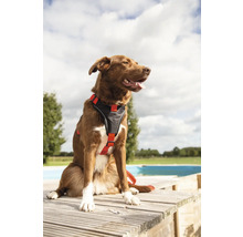 Un chien marron avec un harnais noir et rouge assis sur une terrasse en bois.