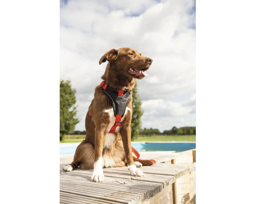Chien marron avec harnais pour chien assis sur une terrasse en bois