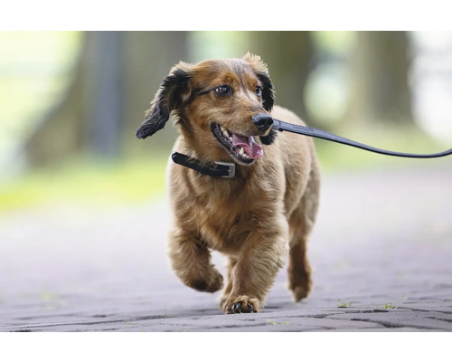 Chien avec collier et laisse à l'extérieur