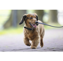 Hond un der Leine op engem Spadséierwee