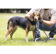 Chien avec une laisse à l'extérieur