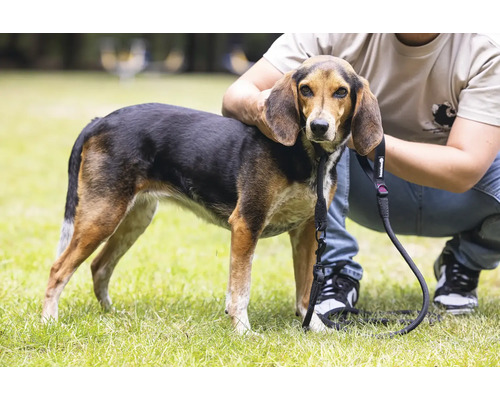 Chien avec une laisse à l'extérieur