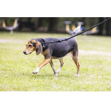 Chien en laisse sur une pelouse