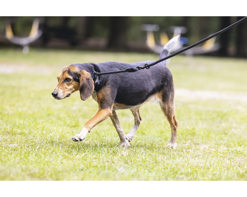 Chien en laisse sur une pelouse