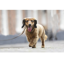 Dackel an der Leine geht spazieren