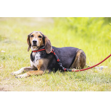 Chien avec une laisse rouge allongé dans l'herbe