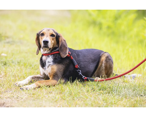 Chien avec une laisse rouge allongé dans l'herbe