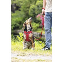 Chien avec harnais et laisse à l'extérieur