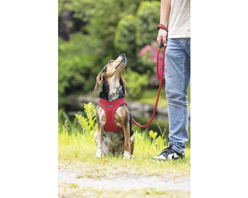 Chien avec harnais et laisse à l'extérieur