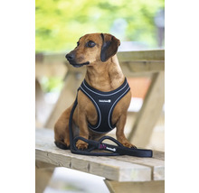 Teckel avec harnais et laisse pour chien sur un banc en bois