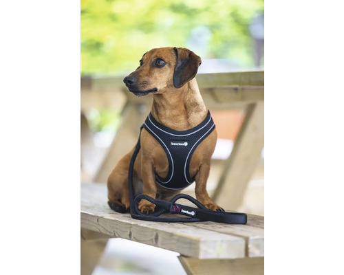 Teckel avec harnais et laisse pour chien sur un banc en bois