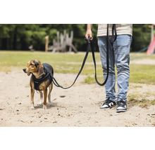 Chien avec harnais et laisse sur une surface sablée avec une personne