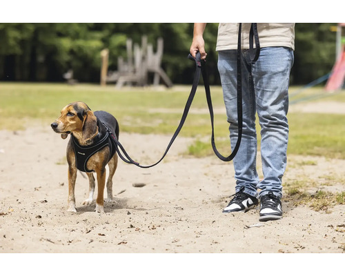 Chien avec harnais et laisse sur une surface sablée avec une personne