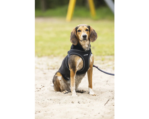 Chien avec harnais pour chien assis dans le sable