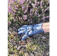 Eine blaue Gartenhandschuhhand vor Erika Heidekraut.