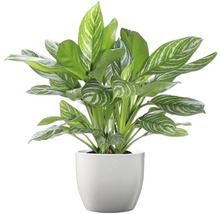 Roseau de Chine en pot comme plante d'intérieur