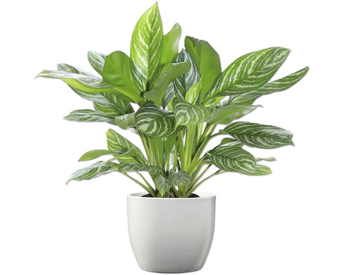 Roseau de Chine en pot comme plante d'intérieur