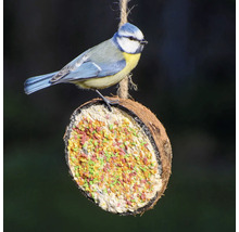 Blaumeise auf Kokosnuss-Vogelfutterstation