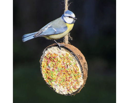 Blaumeise auf Kokosnuss-Vogelfutterstation