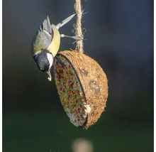 Eng Kuelmeise frisst un engem mat Vullefudder gefëllte Kokosnossnapf.