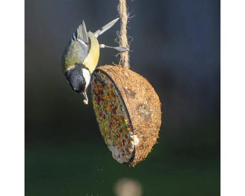 Eng Kuelmeise frisst un engem mat Vullefudder gefëllte Kokosnossnapf.