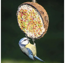 Blaumeise an einem mit Futter gefüllten Kokosnuss-Vogelhaus