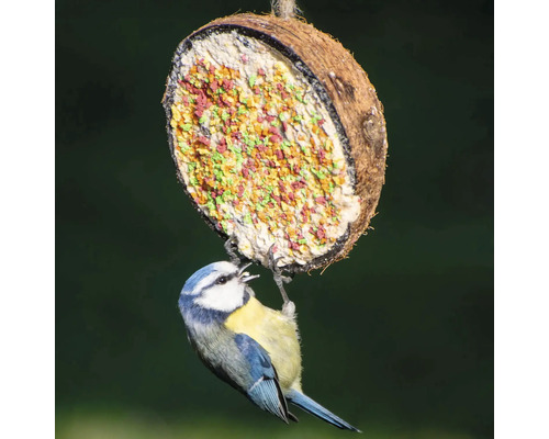 Blaumeise an einem mit Futter gefüllten Kokosnuss-Vogelhaus
