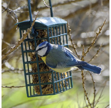 Blaumeise an einem mit Futter gefüllten Futterspender.