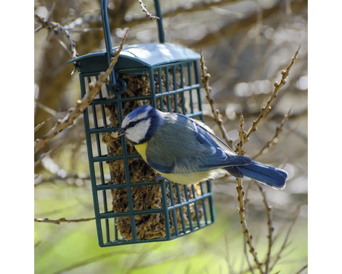 Blaumeise an einem mit Futter gefüllten Futterspender.