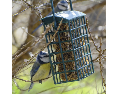 Vogelhaus mit Meisen beim Fressen