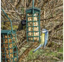 Zwei Blaumeisen an einem mit Futter gefüllten Futterhaus im Garten.