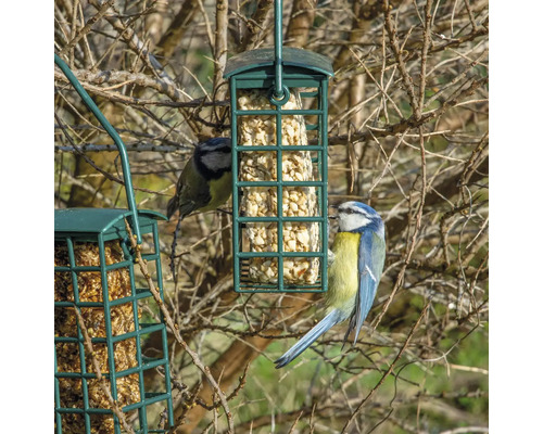 Zwei Blaumeisen an einem mit Futter gefüllten Futterhaus im Garten.