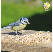 Blaumeise frisst Vogelfutter auf einem Holzbrett