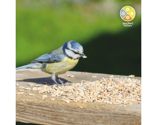 Blaumeise frisst Vogelfutter auf einem Holzbrett