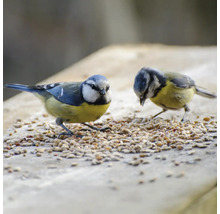 Zwei Blaumeisen fressen Vogelfutter.