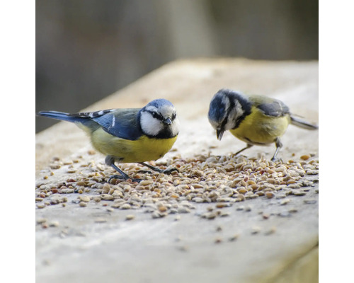 Zwei Blaumeisen fressen Vogelfutter.