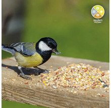 Kohlmeise frisst Vogelfutter auf einem Brett, Symbol: Ganzjährige Fütterung