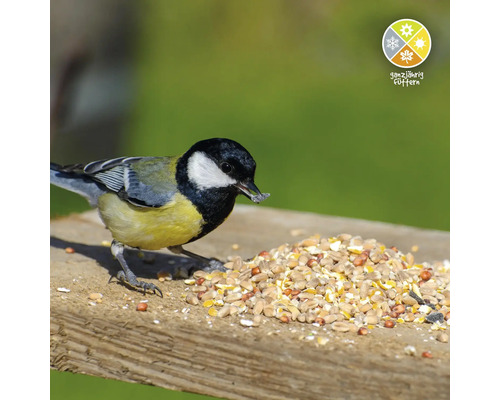 Kohlmeise frisst Vogelfutter auf einem Brett, Symbol: Ganzjährige Fütterung